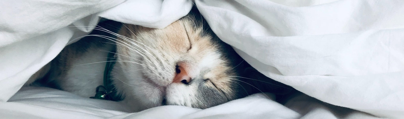 Vai uma sesta? - Alma dos Livros